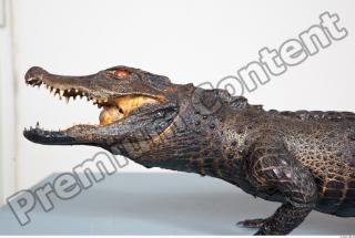 Crocodile body photo reference 0002